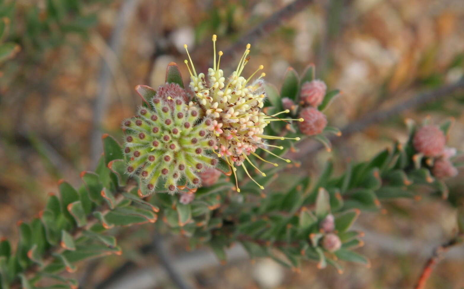 Plancia ëd Leucospermum heterophyllum (Thunb.) Rourke