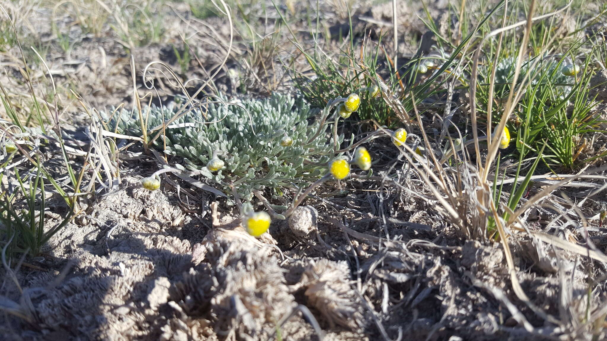 Plancia ëd Artemisia potentilloides A. Gray