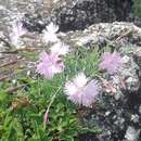 Image of <i>Dianthus plumarius</i> subsp. <i>neilreichii</i>