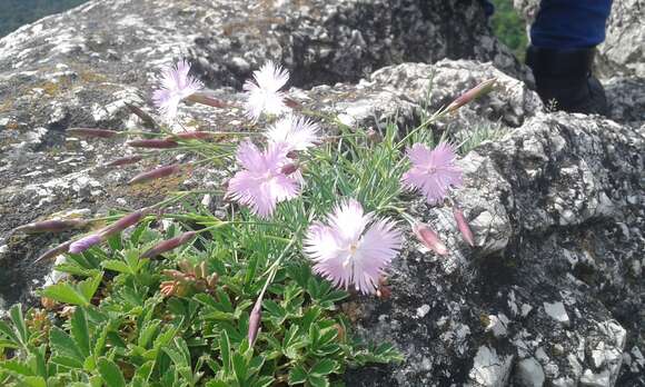 Plancia ëd Caryophylleae