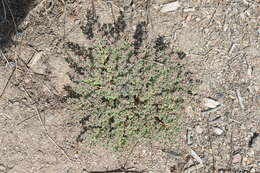 Image of Euphorbia serpillifolia subsp. serpillifolia