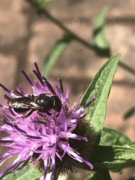 Image de Osmia leaiana (Kirby 1802)