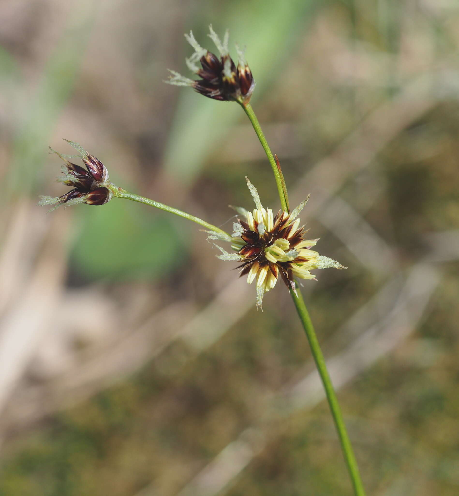 Image of field woodrush