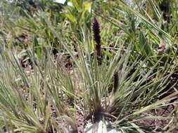 Image of Pongwa grass