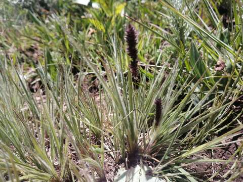 Image of Pongwa grass