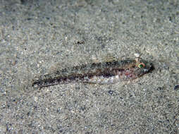 Image of Couch's Goby