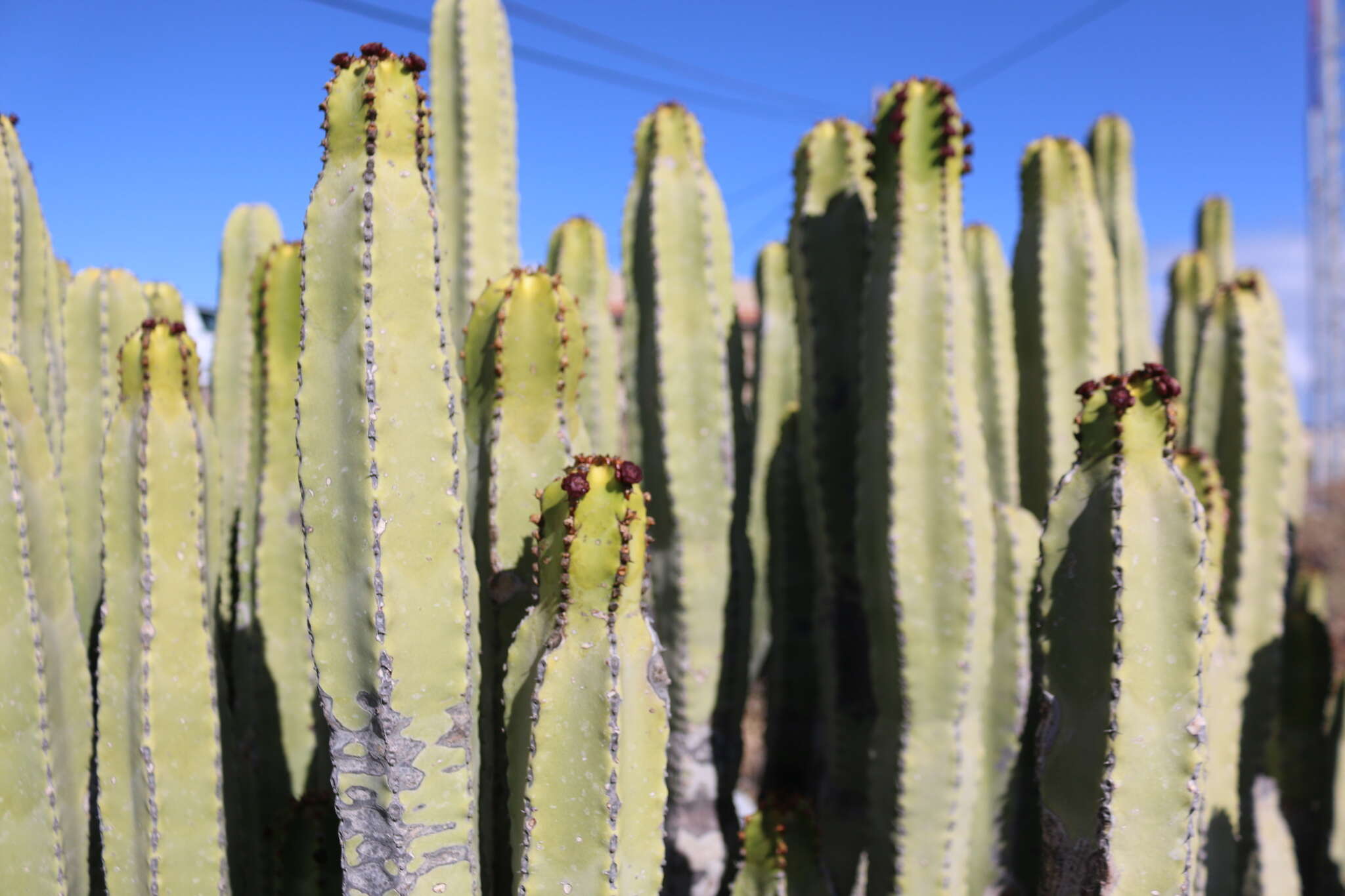 Imagem de Euphorbia canariensis L.