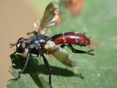 Image of Cylindromyia bicolor (Olivier 1811)