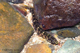 Image of Japanese Blenny