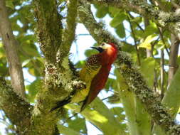 Image of Crimson-mantled Woodpecker