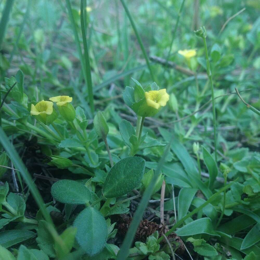 Mecardonia procumbens (Mill.) Small resmi