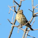 Image of Semi-Desert Black-throated Canary