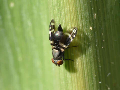 Image of Euphara loculata Hernández-Ortiz. & Dzul-Cauich 2012