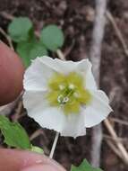 Plancia ëd Physalis acutifolia (Miers) Sandwith