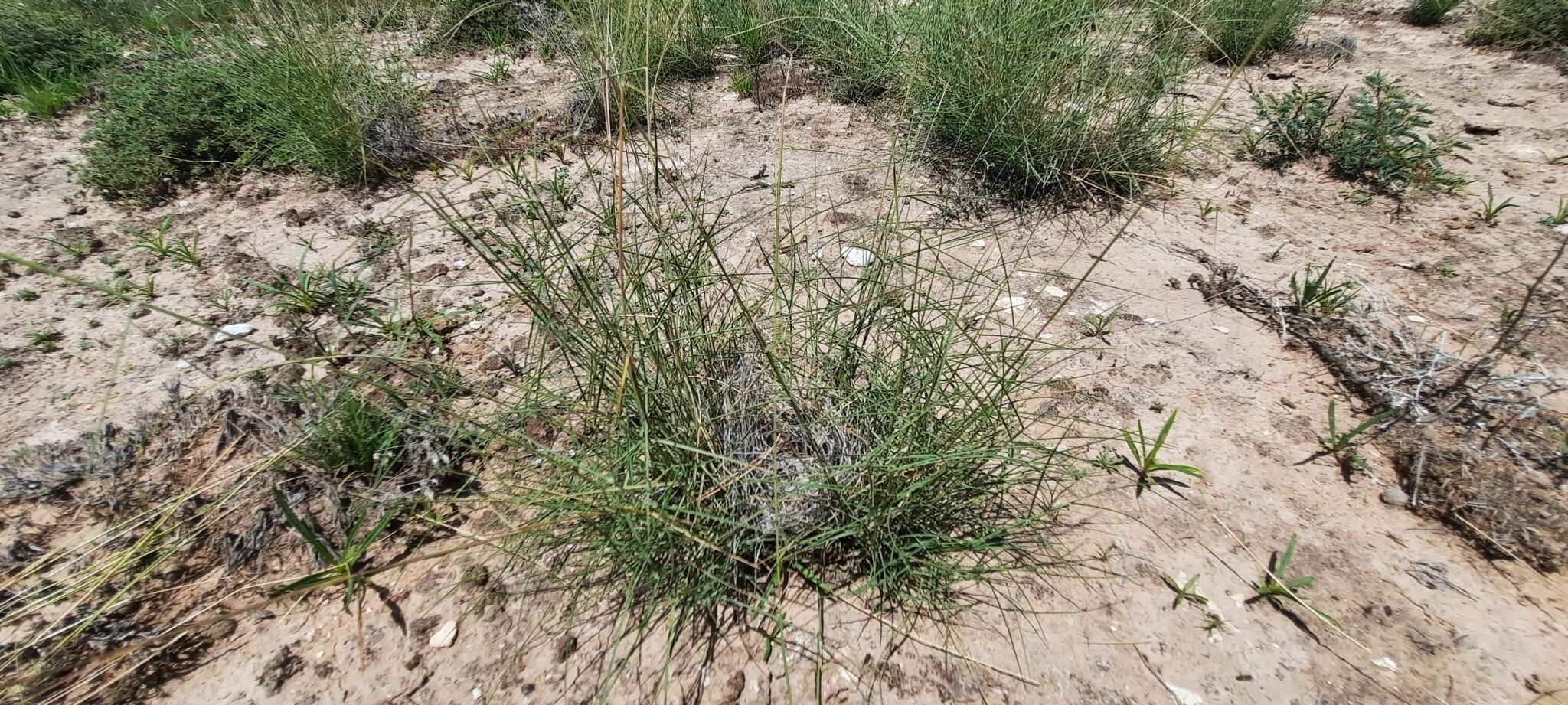 Image of gyp dropseed