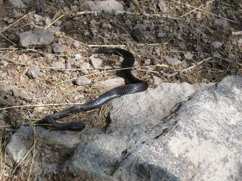 Image of Adder