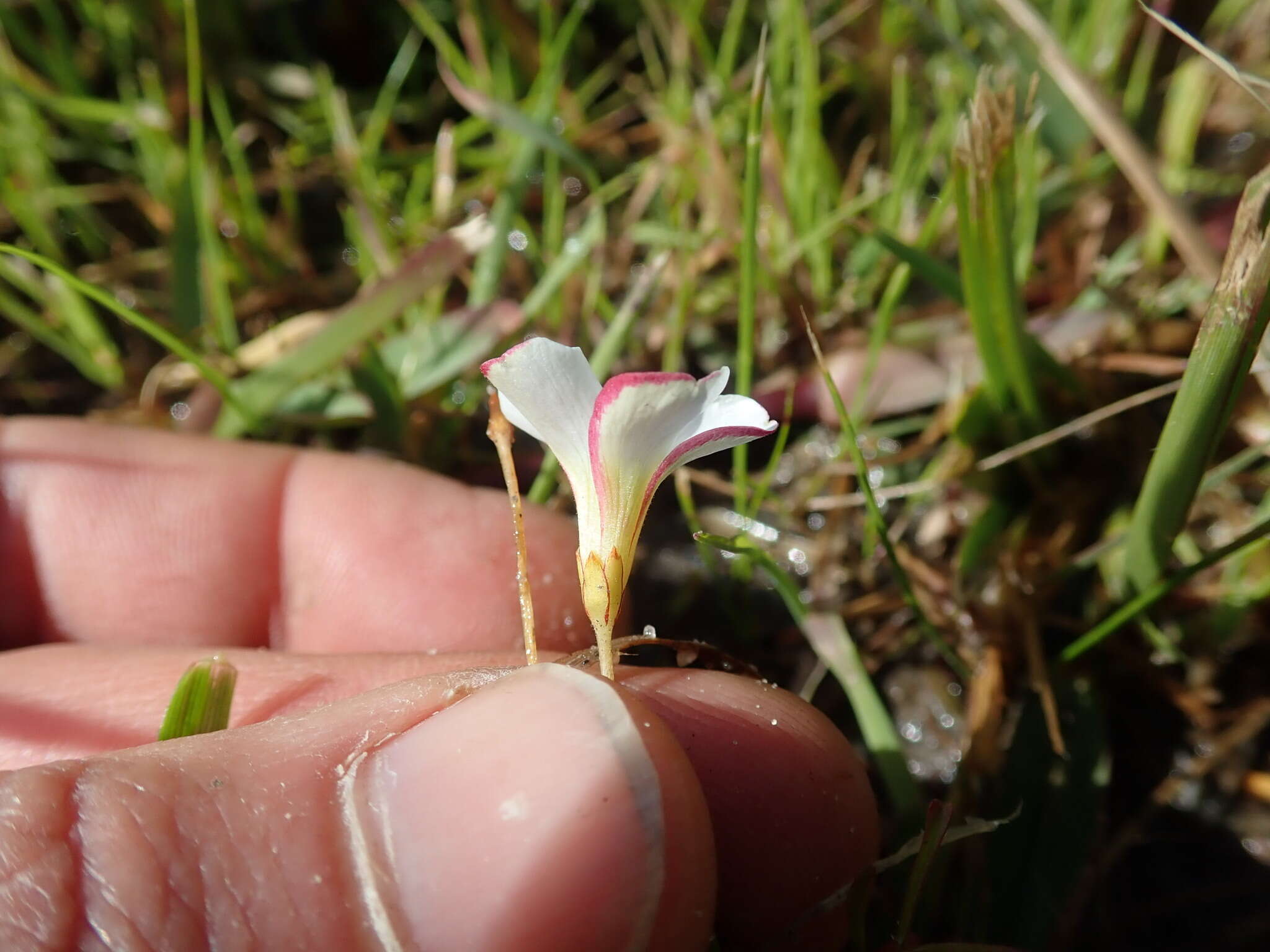 Image of Oxalis versicolor L.