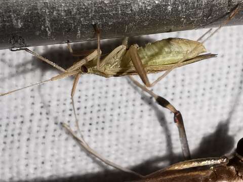 Image of Miridius longiceps Wagner 1955