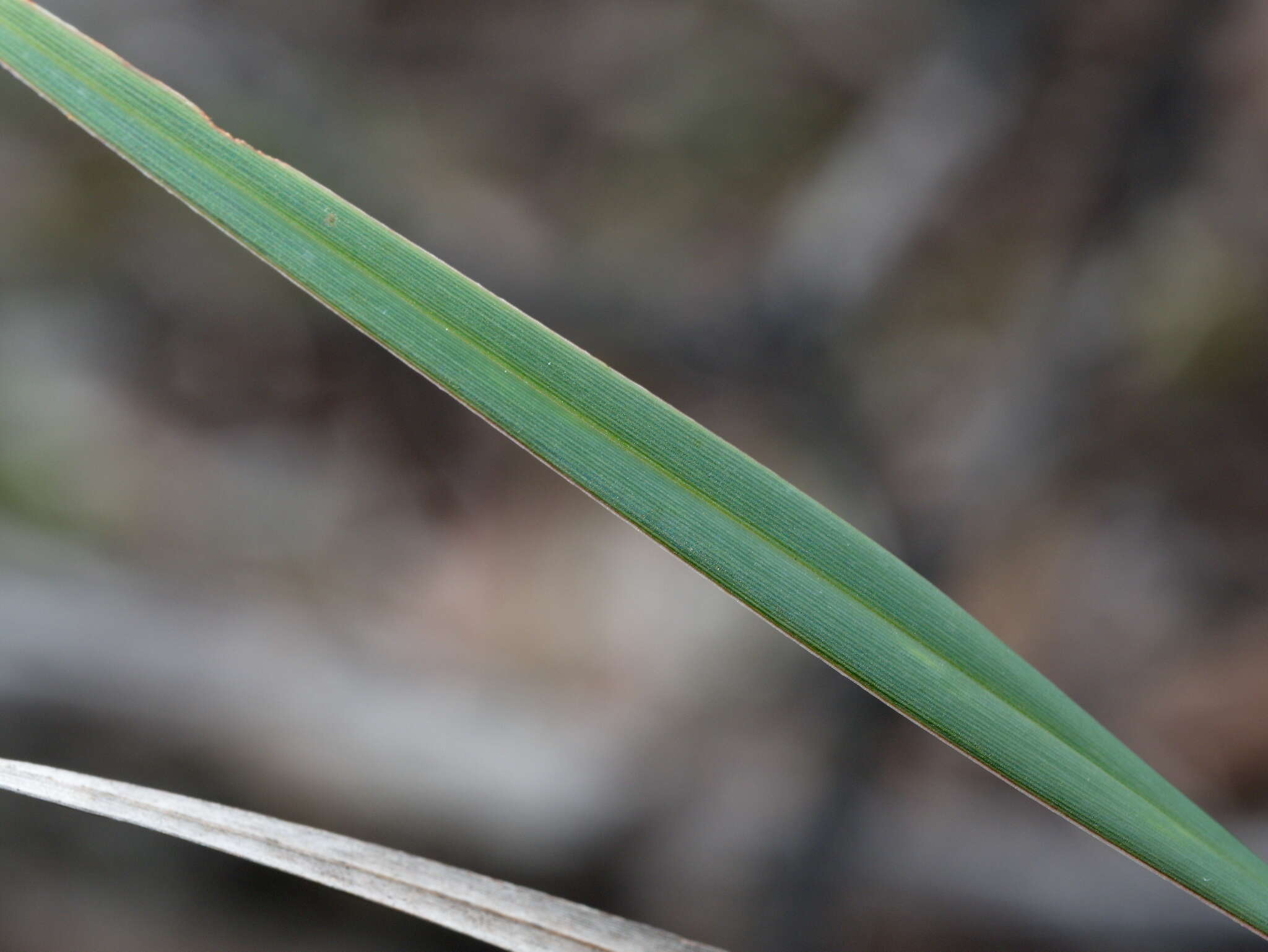 Image of Dianella revoluta var. revoluta