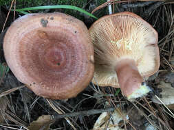 Image of Lactarius xanthogalactus Peck 1907