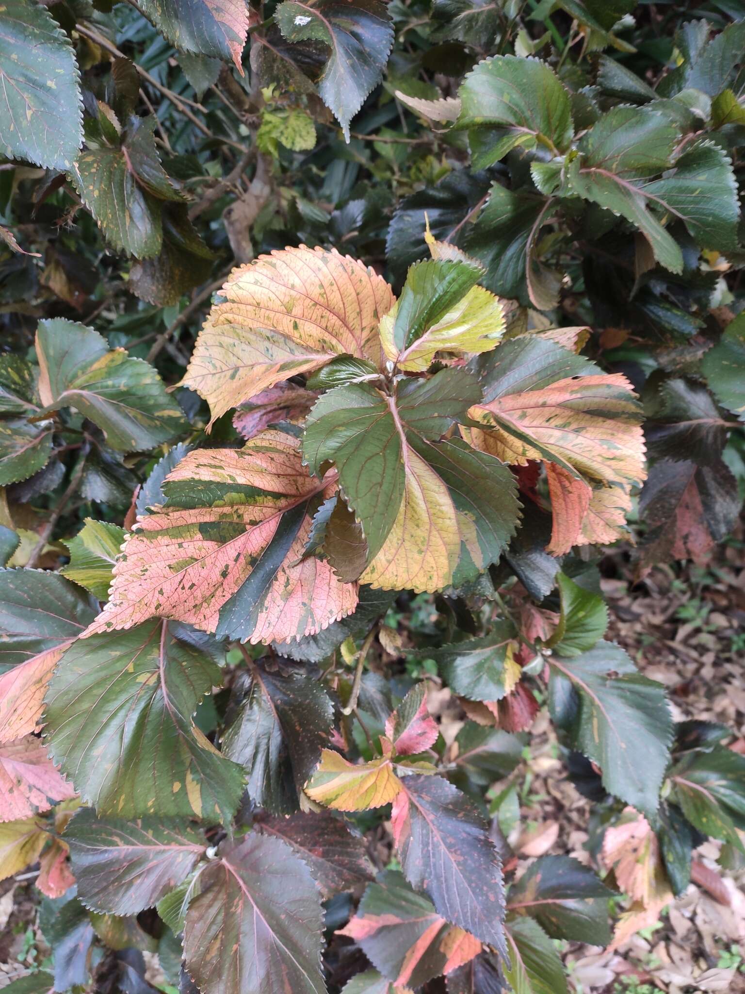 Image de Acalypha wilkesiana Müll. Arg.