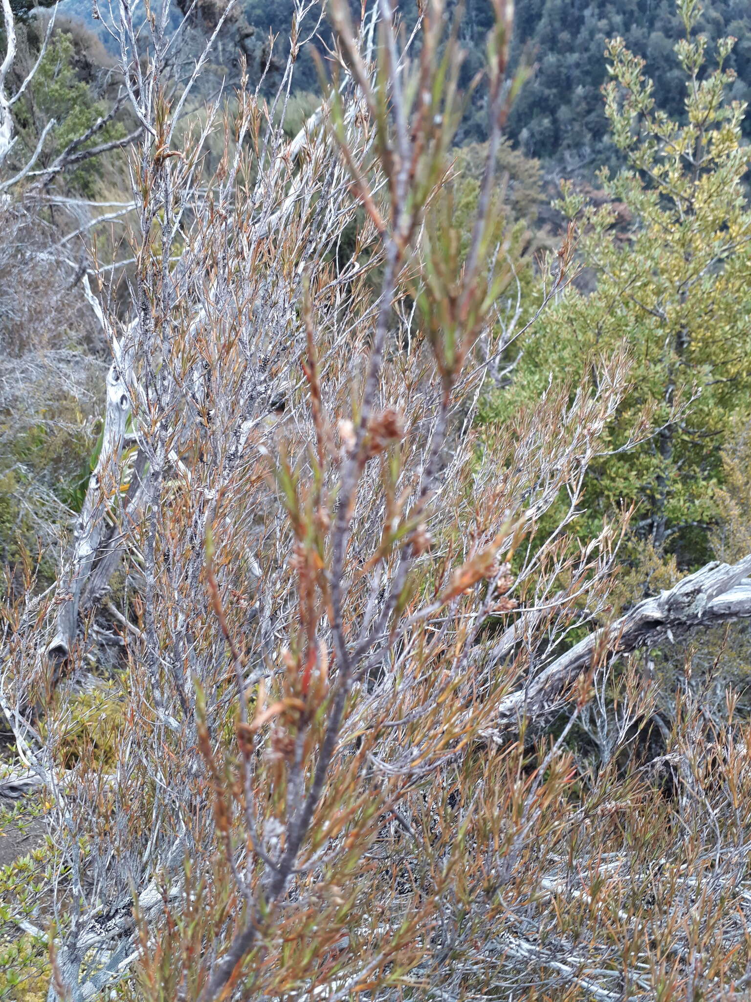 Image of Dracophyllum subulatum Hook. fil.