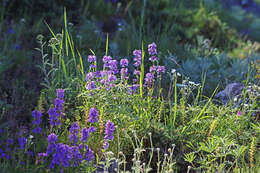 Image of pincushion beardtongue