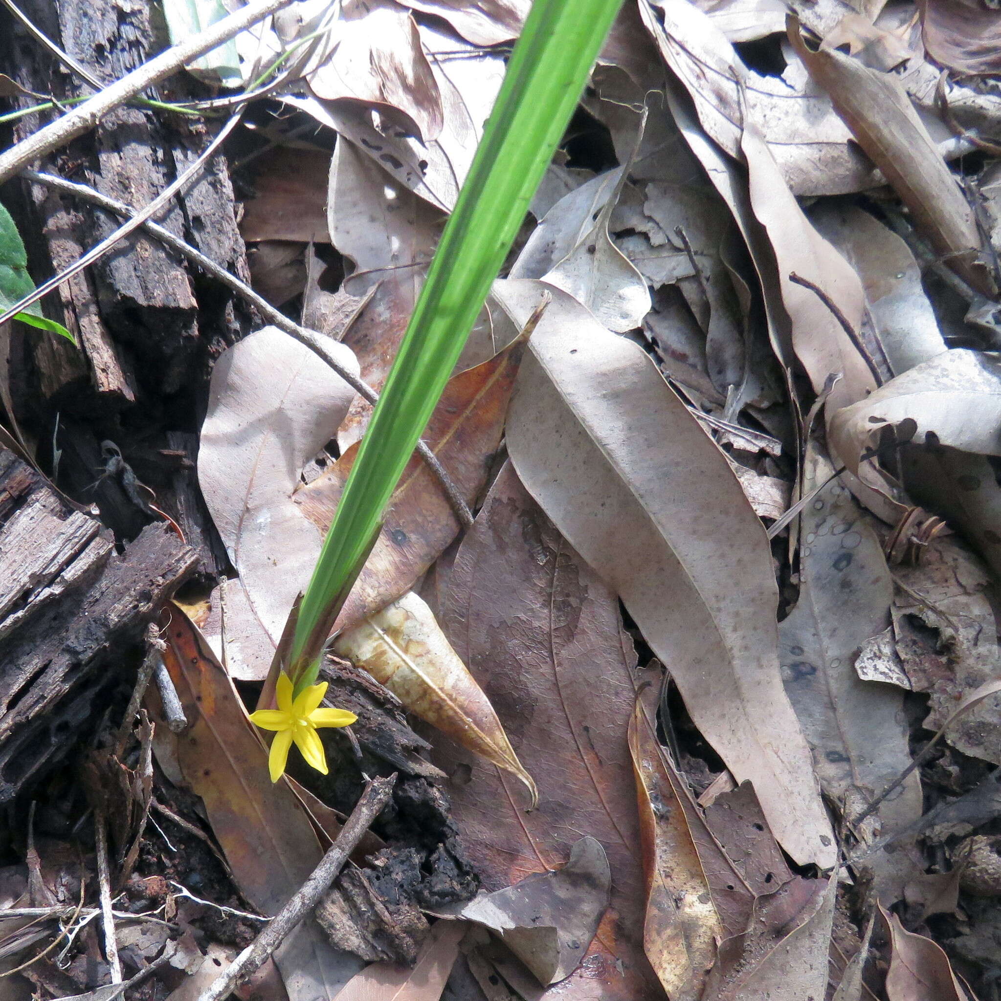 Image of Curculigo ensifolia R. Br.