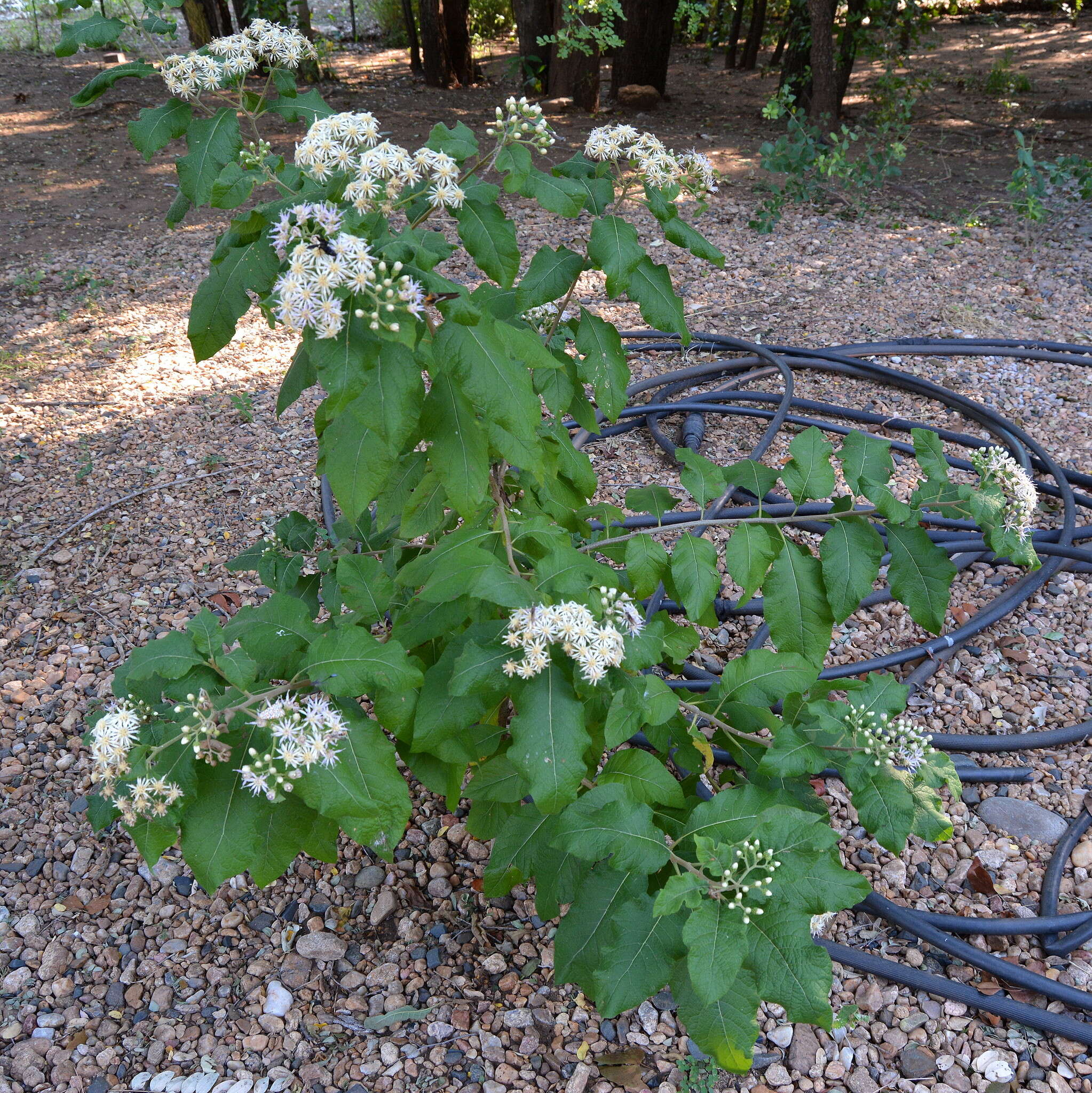 Image of Lowveld veronia