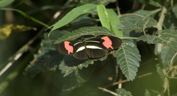 Image of Crimson Patched Longwing