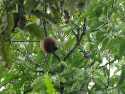 Image of brazilnut