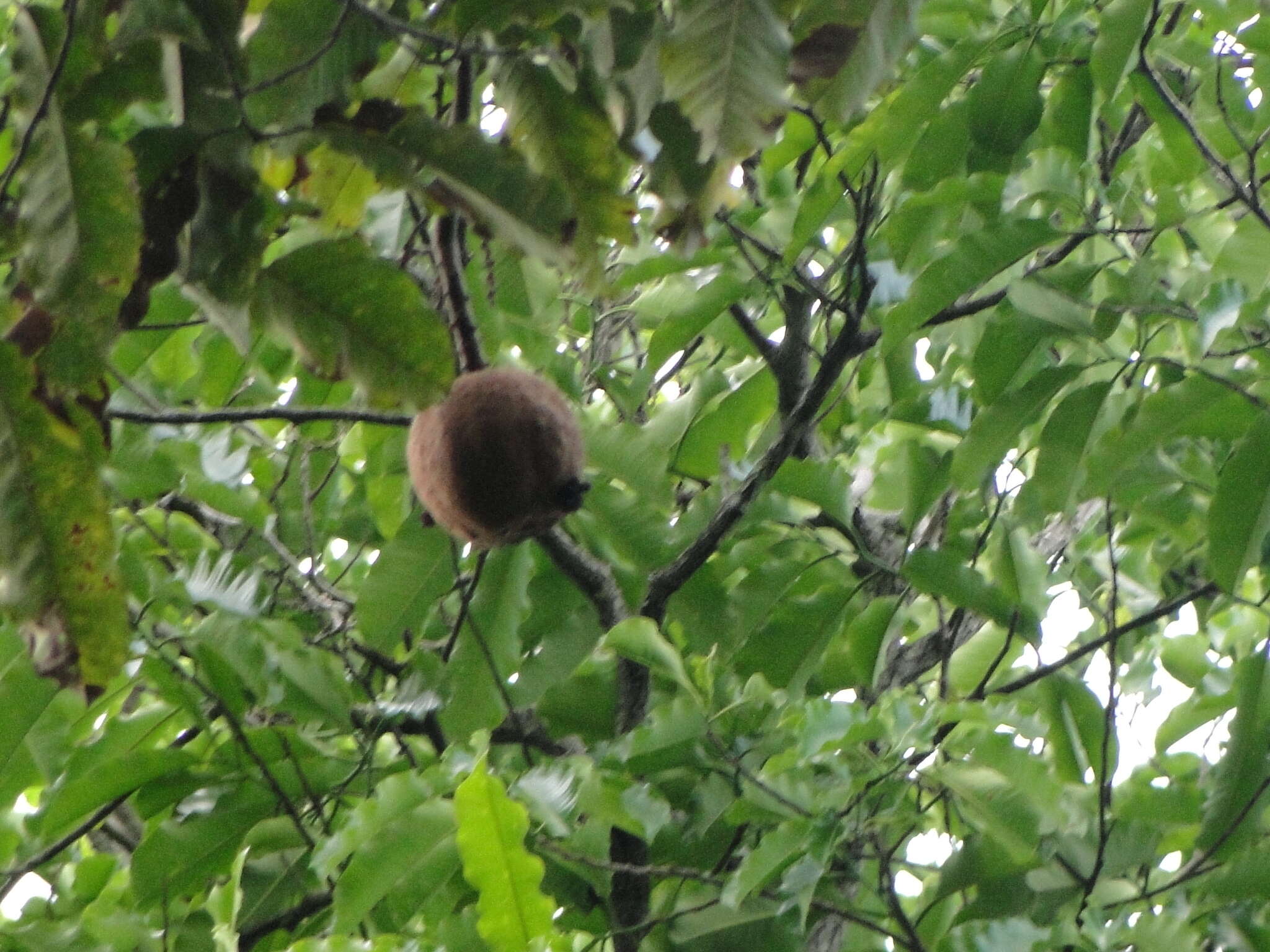 Image of brazilnut