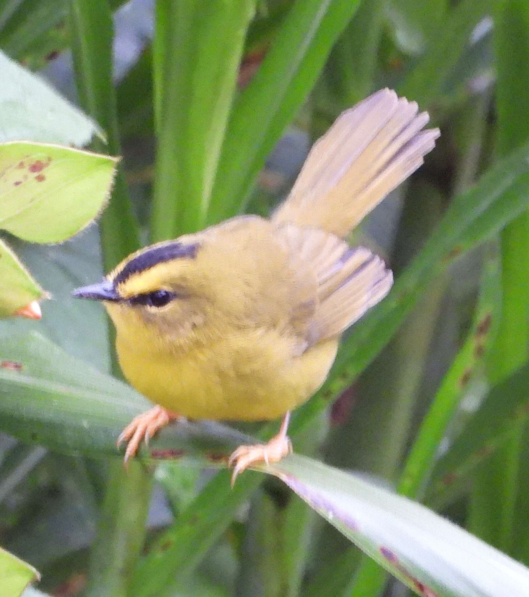 Image of Black-crested Warbler