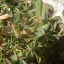 Sivun Oxalis albicans Kunth kuva