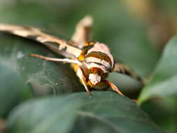 Image of Batocnema coquerelii (Boisduval (1875))