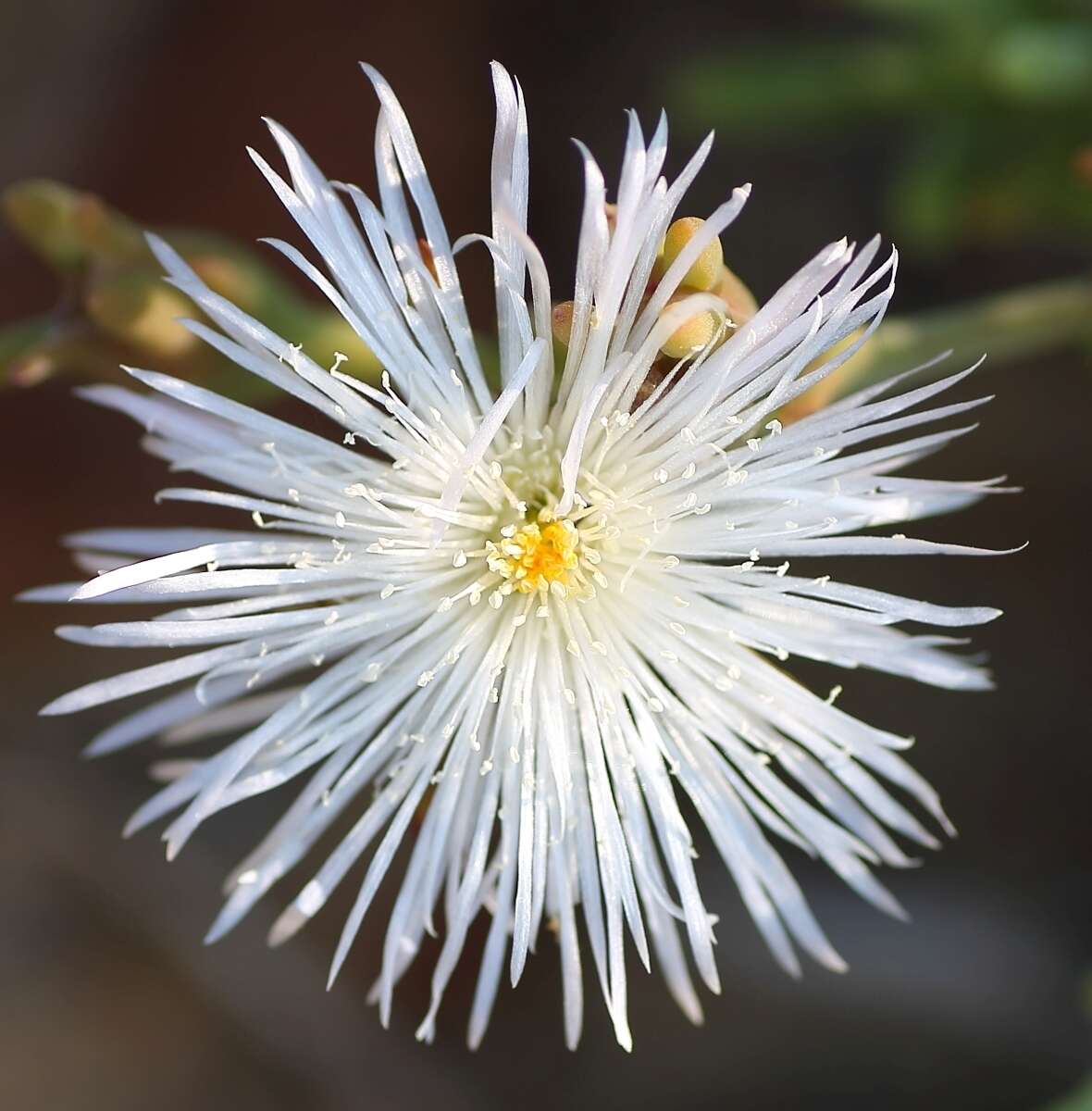 Imagem de Mesembryanthemum splendens L.