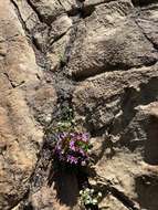 Image of alpine springbeauty