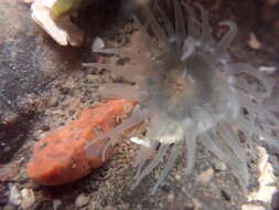 Image of silver-spotted sea anemone