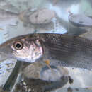 Image of Cortez bonefish