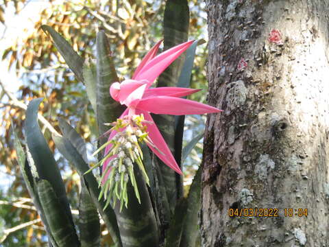 Image of Billbergia zebrina (Herb.) Lindl.