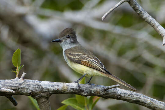 Image of Stolid Flycatcher