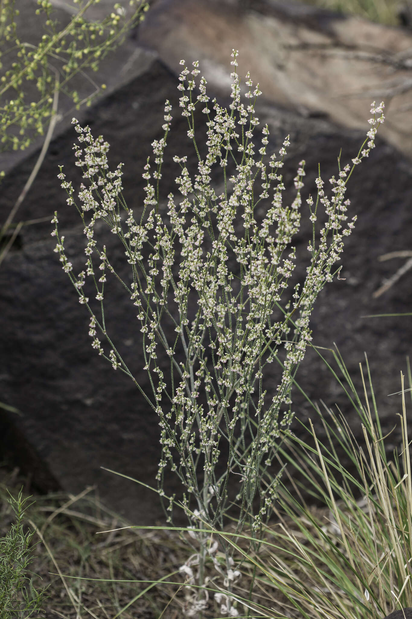 Image of sorrel buckwheat