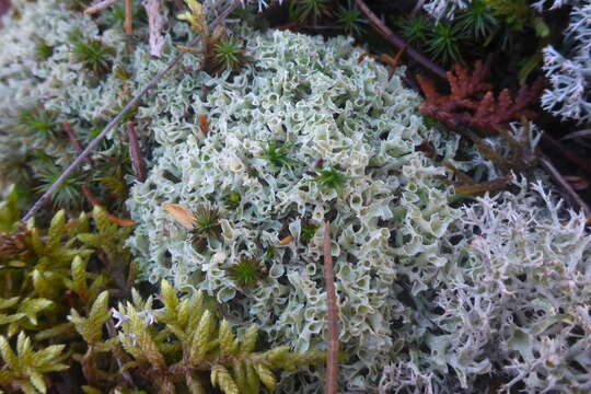 Image of Thorn cladonia