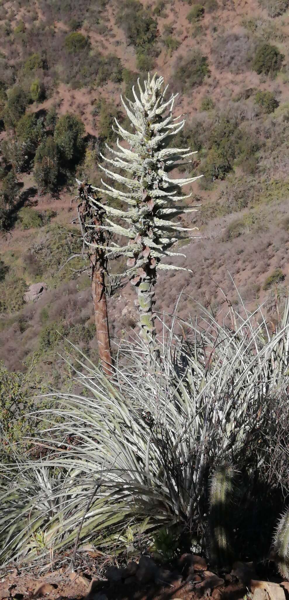 Puya alpestris subsp. zoellneri Zizka, J. V. Schneid. & Novoa的圖片