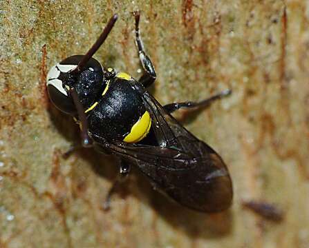 Image of Hylaeus nubilosus (Smith 1853)