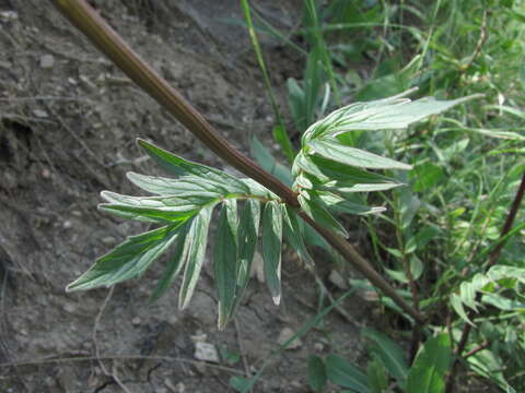 Image of Valeriana grossheimii Vorosh.