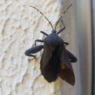 Pachylis laticornis (Fabricius 1798)的图像