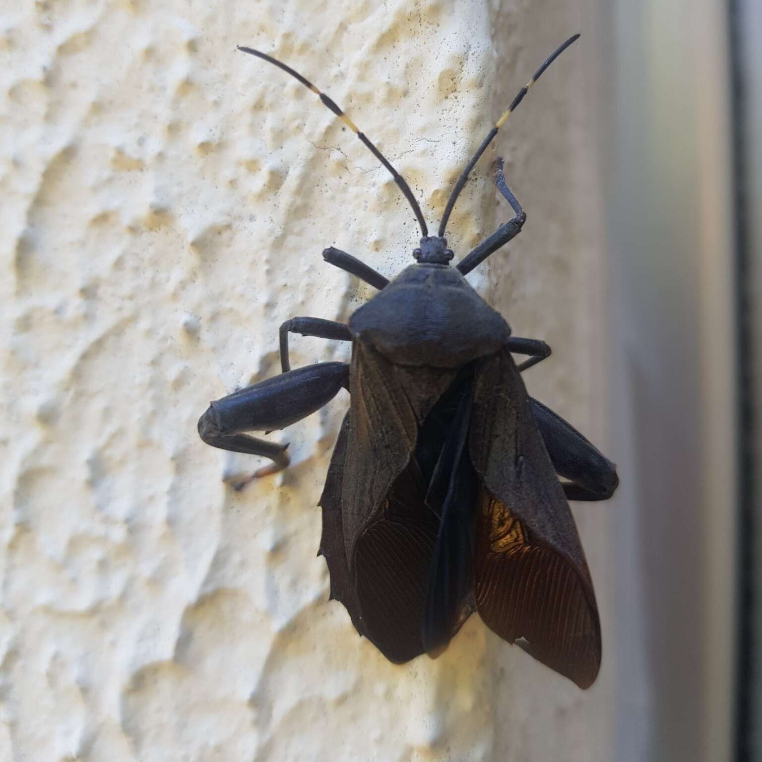 Pachylis laticornis (Fabricius 1798)的图像