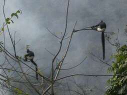 Image of Delacour's Langur