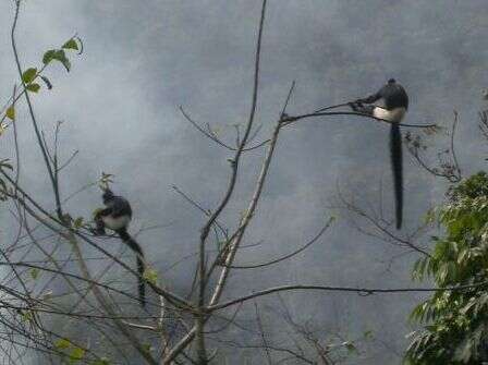 Image of Delacour's Langur